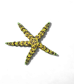 Starfish Fidget