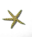 Starfish Fidget